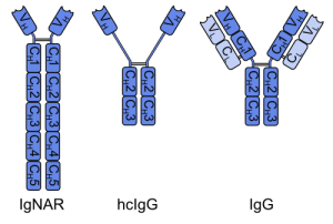 500px-Heavy_chain_and_common_antibody.svg