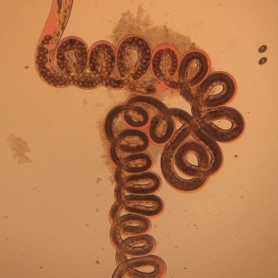 TWiP 76: Herpesvirus worms its way out