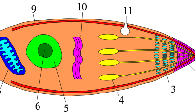 TWiP 59: Apicomplexity