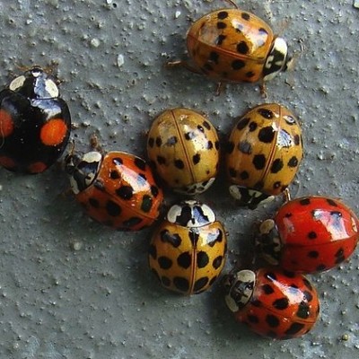 TWiP 55: A ladybird’s weapon