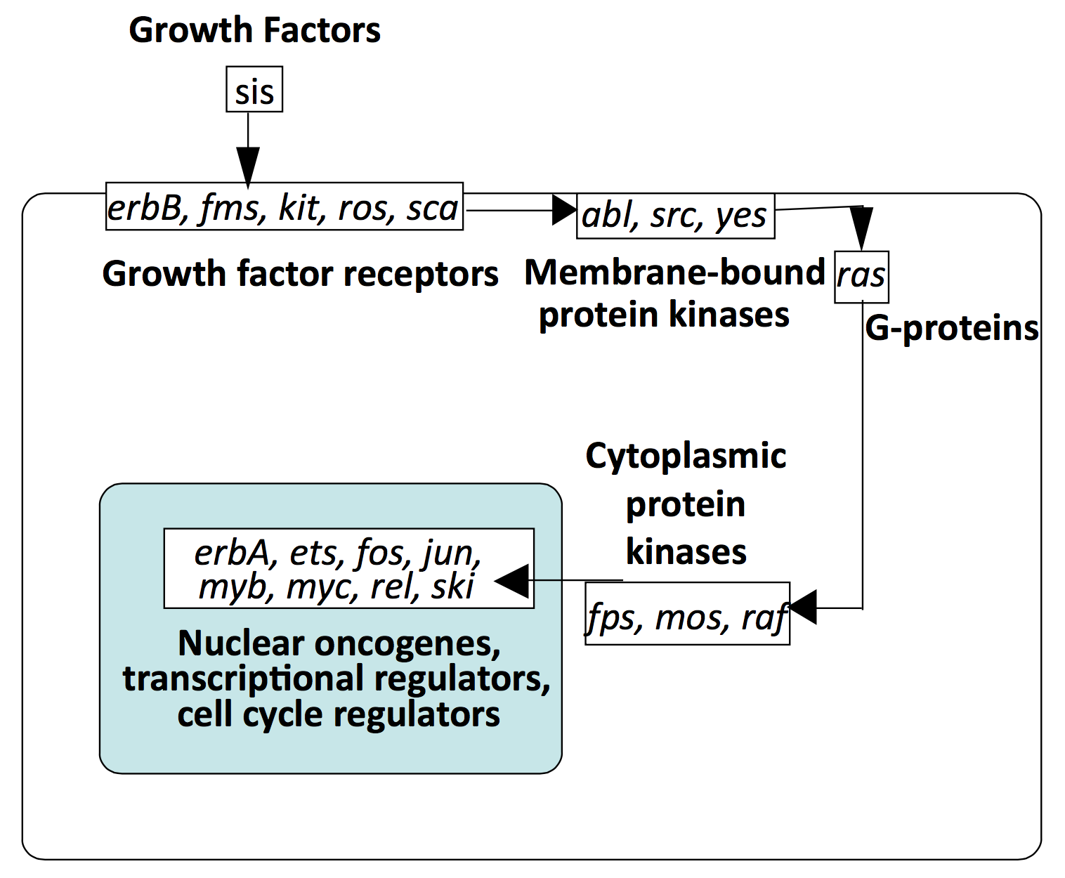 mitogenic pathway