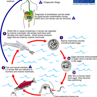 TWiP 93: A fishy tale unfolds