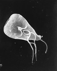 TWiP 16: Giardia