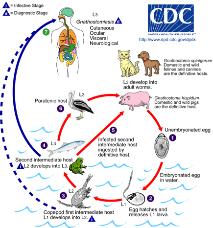 gnathostoma lifecycle