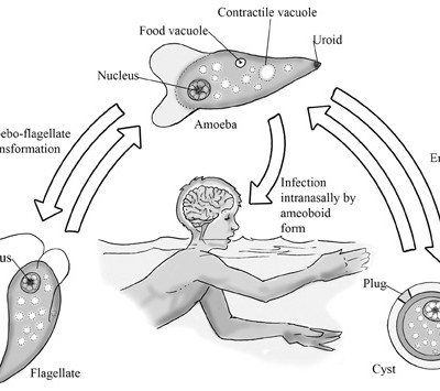 TWiP 39: I encyst, said the amoeba