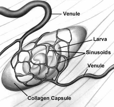 TWiP 5 – The nurse cell