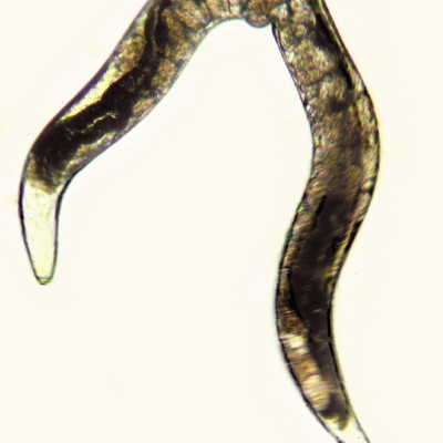TWiP 23: Strongyloides sterocoralis, a most unusual parasite