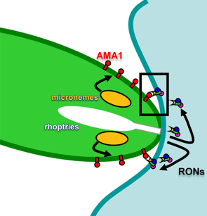 TWiP 13: Toxoplasmosis