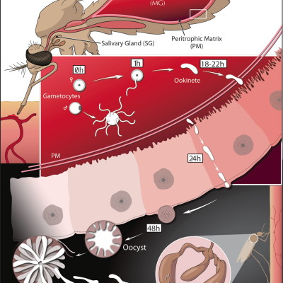 TWiP 31 – A malaria vaccine