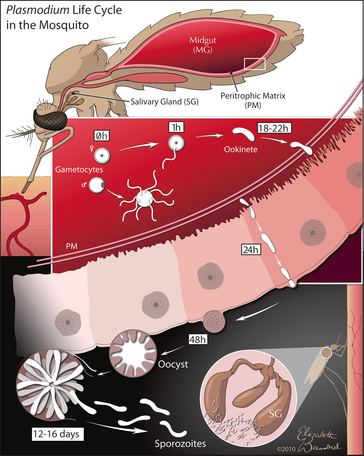 p. falciparum life cycle