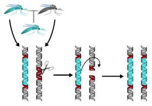 Cas9 mediated gene drive