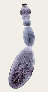 Echinococcus granulosus adult