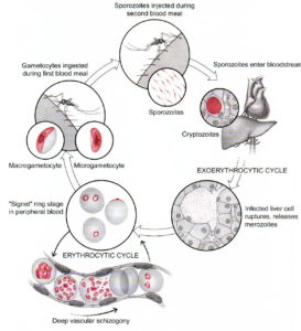 falciparum_cycle