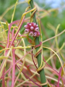 Cuscuta europaea