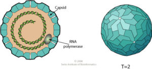 totiviridae virion