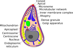 apicomplexan