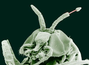 Onchocerca volvulus emerging from black fly