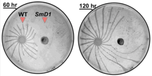 T. brucei motility