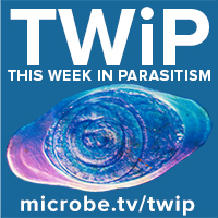 TWiP 234: Hookworms and a leech – parasites suck!