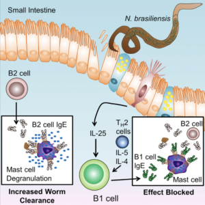 Ige B1 and B2 cells