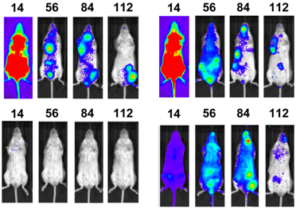 Imaging Chagas