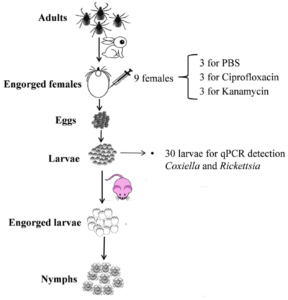 Endosymbionts and Babesia