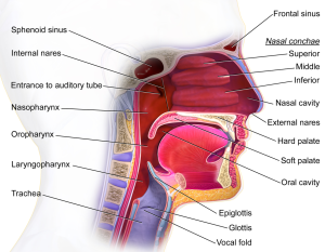 Upper Respiratory System