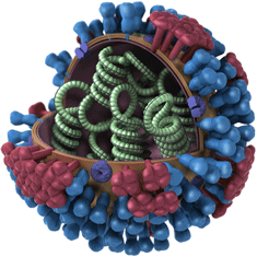 3D_Influenza