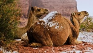 snow camel