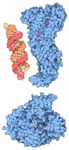 siRNA, dicer, argonaute