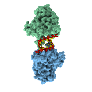 APOBEC3H with dsRNA