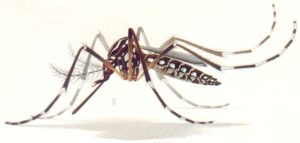 Aedes aegypti