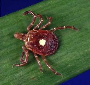 Amblyomma americanum tick