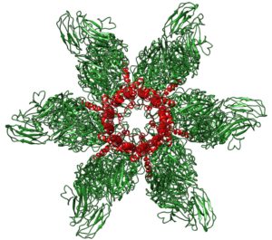 Calicivirus portal