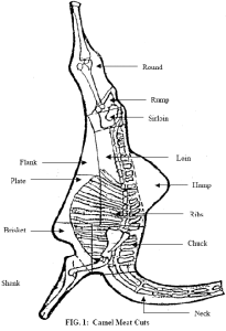 Camel-Meat-cuts
