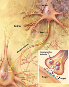 Chemical synapse