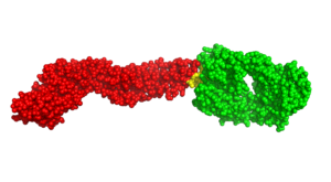 antibody bound to Zika virus E