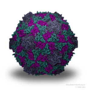 Enterovirus D68