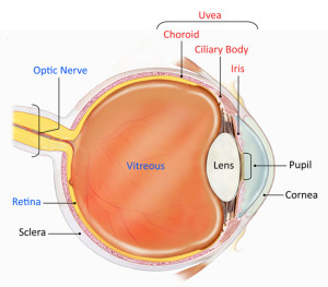 Eye Diagram Uveitis