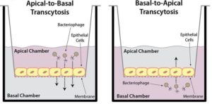 Bacteriophage transcytosis