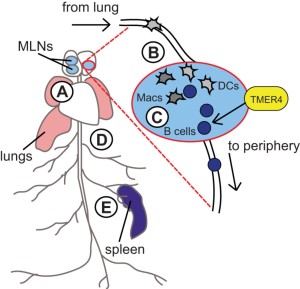 Role of TMER4