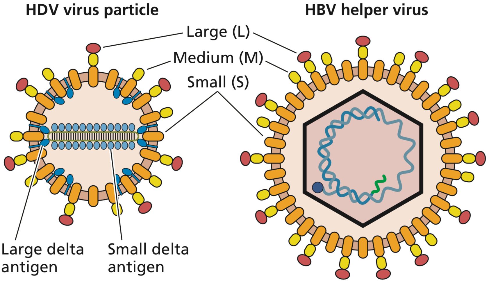 L virus