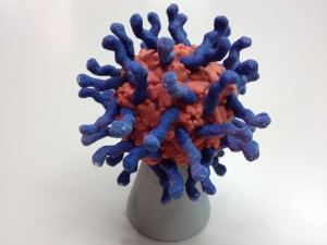 poliovirus + CD155