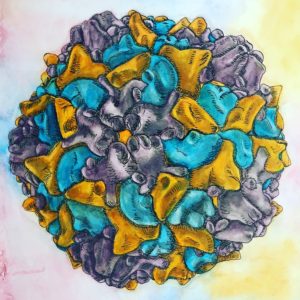 Poliovirus watercolor by Doris Cully