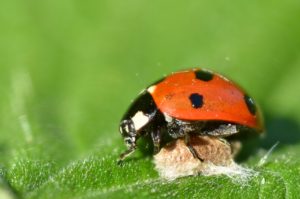 Ladybird on parasitoid cocoon