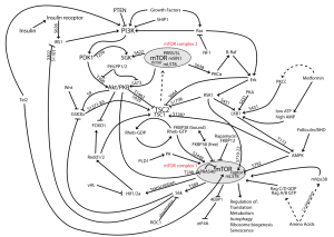 mTOR pathway