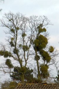 Mistletoe_infested_tree