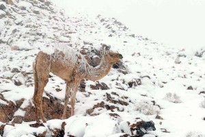 Mr. Camel enjoying the snow