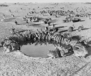 rabbits around a water hole