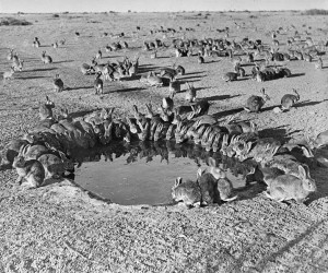 Rabbits Myxomatosis Trial WardangIsland 1938